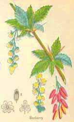 Barberry is a good cholesterol fighting herb that can be used in some herbal cholesterol medications and medicines.