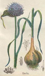 Garlic is often used in combination with other herbs and nutritional supplements in cholesterol medications to lower high cholesterol.  Garlic is also a useful healing herb for arteries already damaged by high cholesterol.