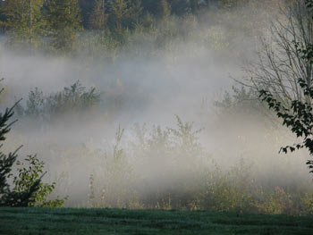 Just as the morning mist makes seeing the trees difficult, the cholesterol myth argues that science has built a deliberate mist to cloud the truth.