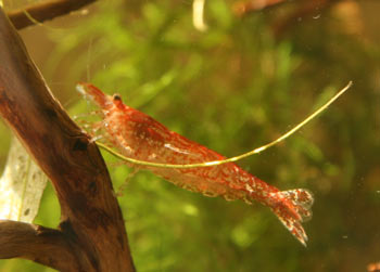 Shrimp / prawns contain high levels of cholesterol, but can still be eaten in moderation.
