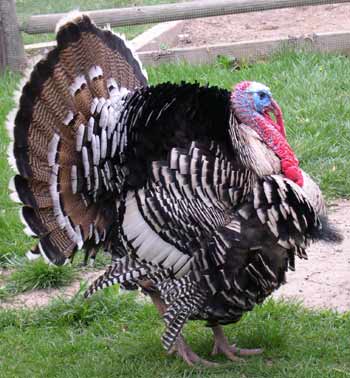 Turkey is a festive food that contains cholesterol, but cook it the low cholesterol way, and it's pretty safe in moderation.