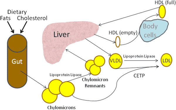 How cholesterol gets into your blood - the causes of high cholesterol